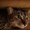 Happy Caturday to us! 275284892_10159768103354894_8256347000668378643_n